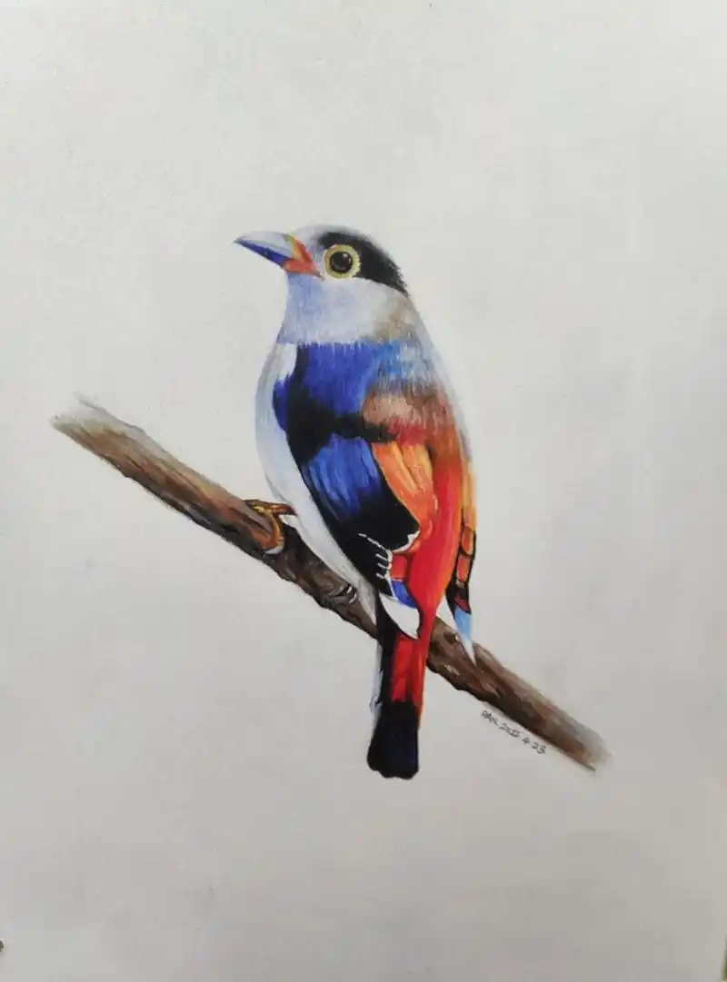 一只小鸟,叫啥名字不记得了#小鸟怎么画##彩铅画 - 抖音