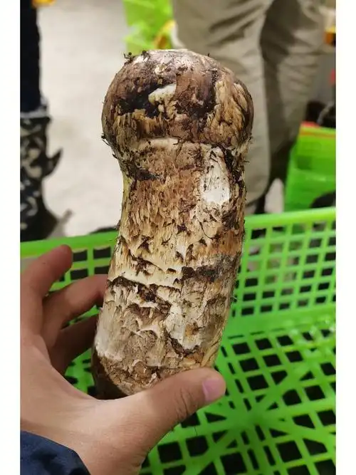 新鲜松茸野生松茸