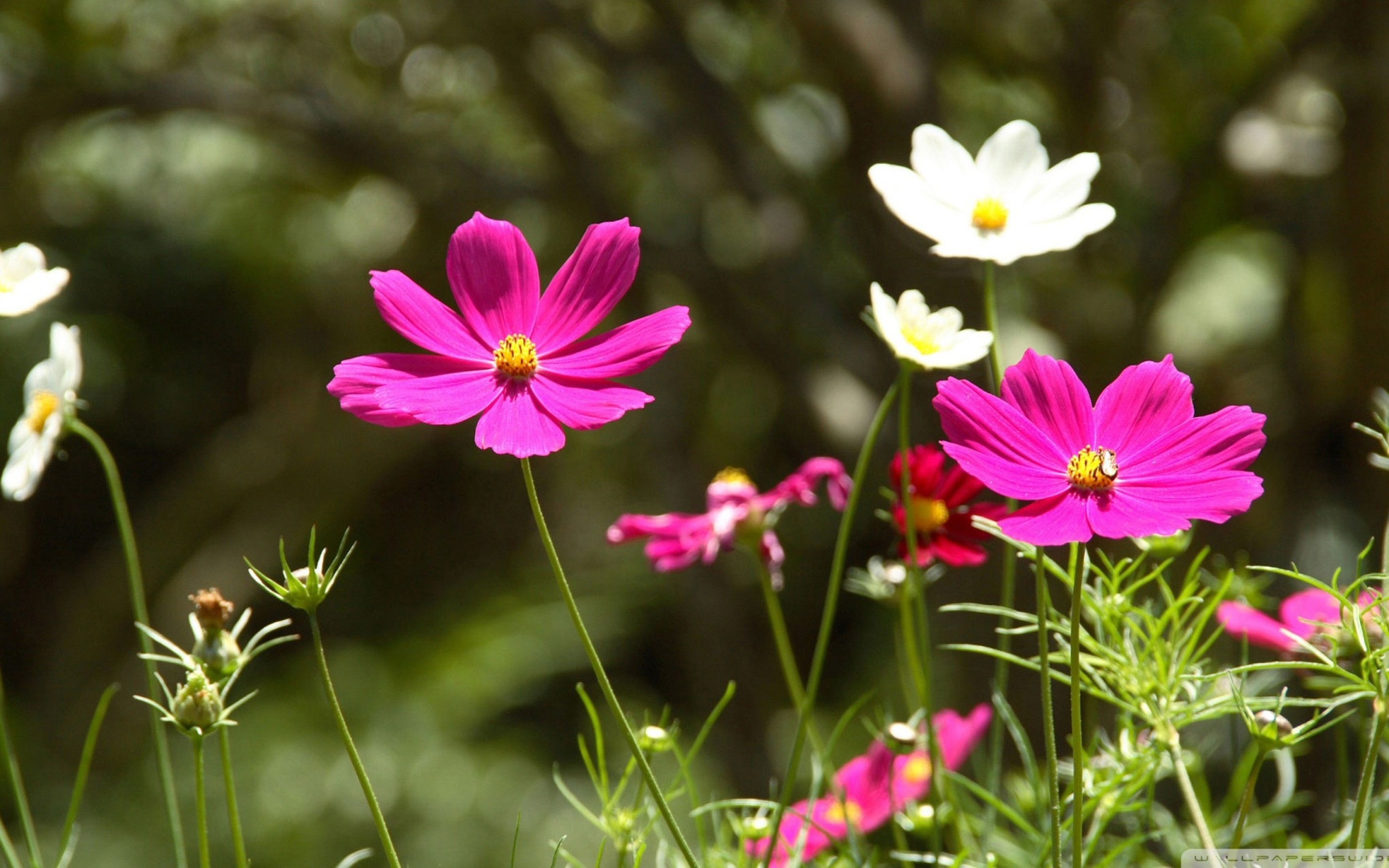 粉红色的波斯菊壁纸壁纸1280x1024分辨率查看
