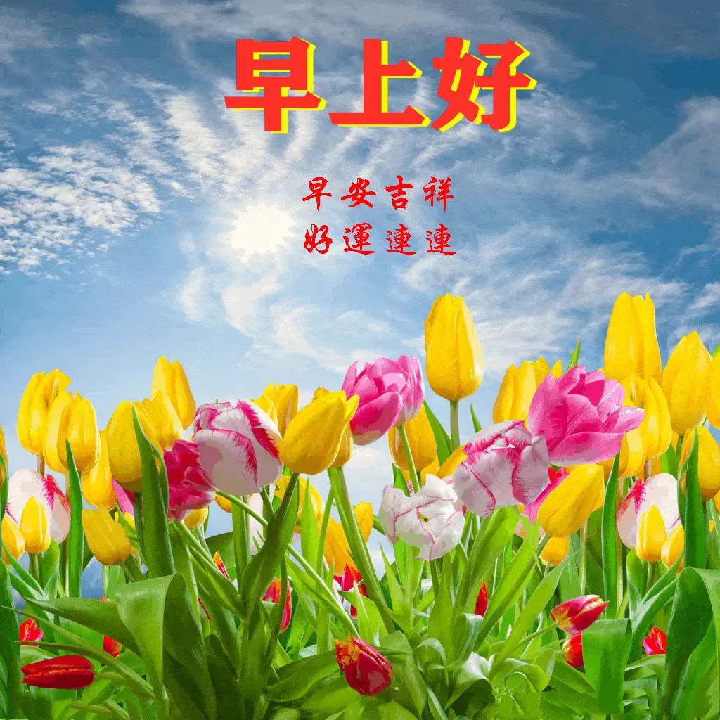 66个早上好问候鲜花图