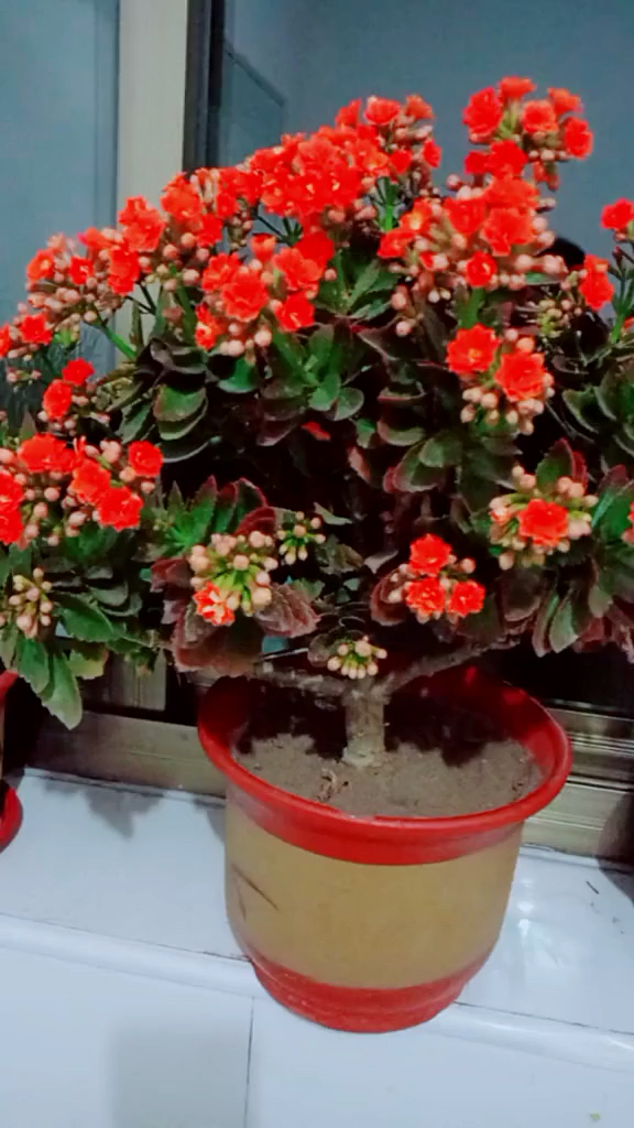 教大家如何养好一盆长寿花的老桩