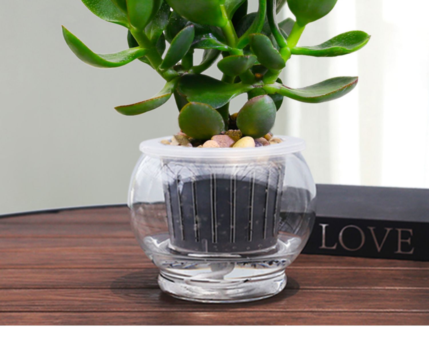 【心头肉】玉树盆栽植物玻璃水培绿植室内阳台好养多肉植物办公室桌面