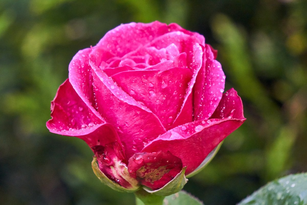 玫瑰,开花,粉红色