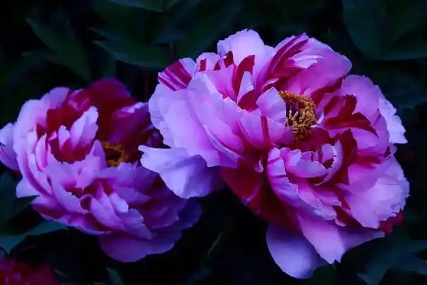 世界顶级牡丹花摄影作品欣赏