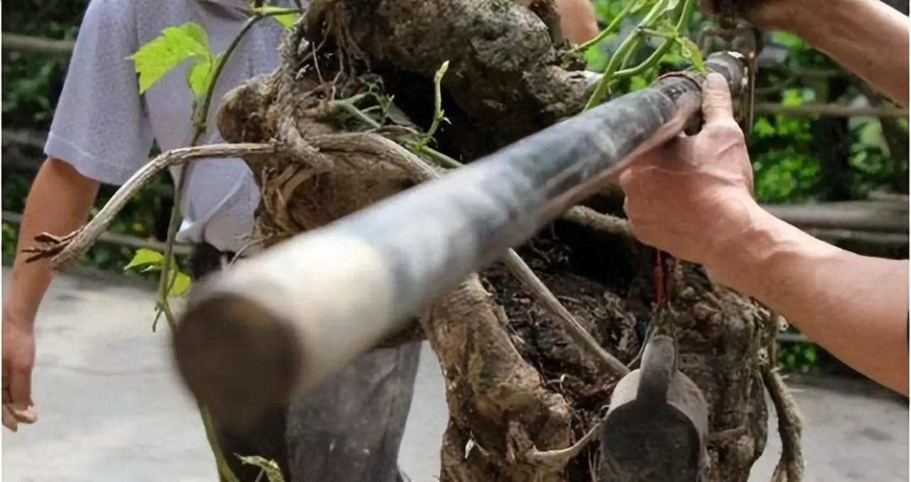 2016年,四川农民挖出250斤人形"树根",卖出100万高价_宋顺林_葛根