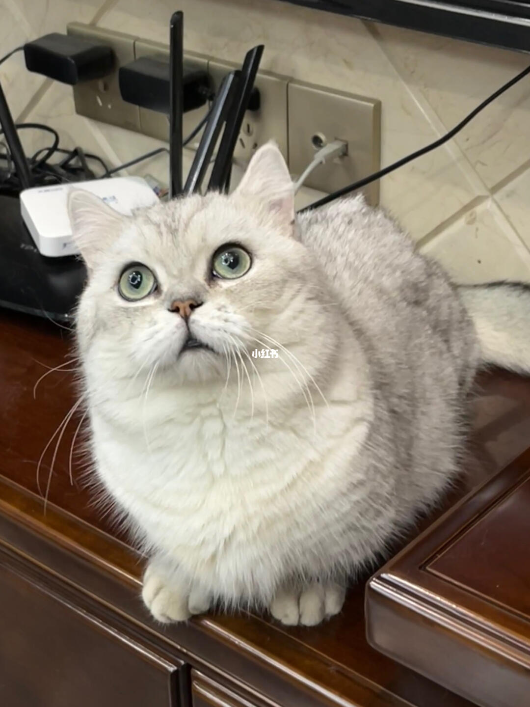 矮脚银渐层找女友