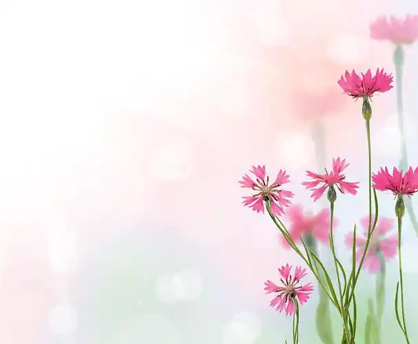 粉色,菊苣,花,浅色背景_高清图片_全景视觉