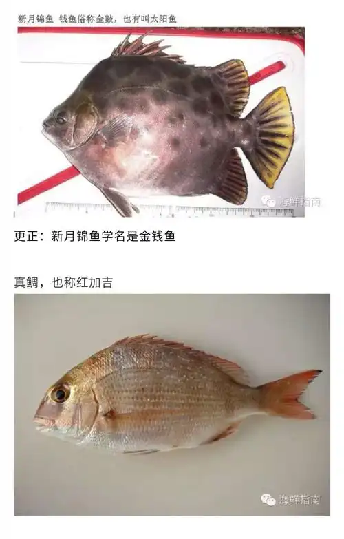 你能认识这些鱼?道人山老大篇了半天图片,让你见识一海水鱼类图谱大全