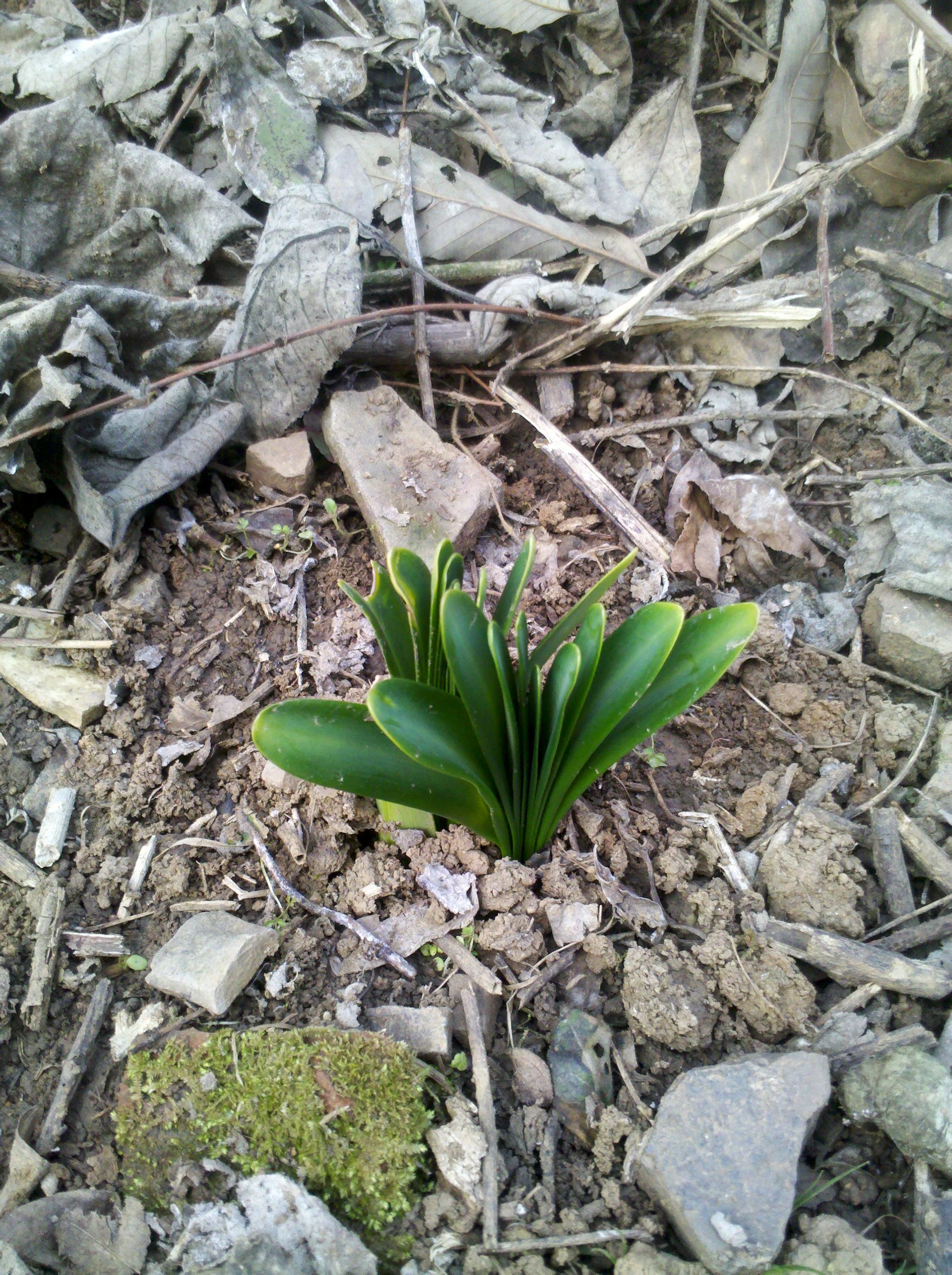 会不会是黄花石蒜?开过黄色的花朵!没有叶子的时候!我有更好的答案