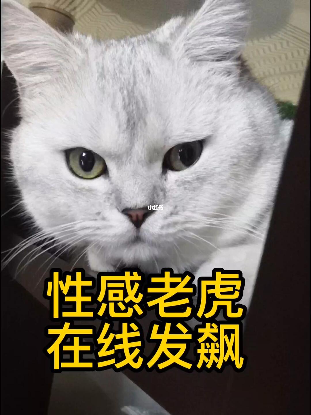 生气的小老虎嗷呜