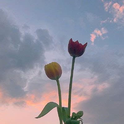 女生用什么微信头像好,花草头像好吗