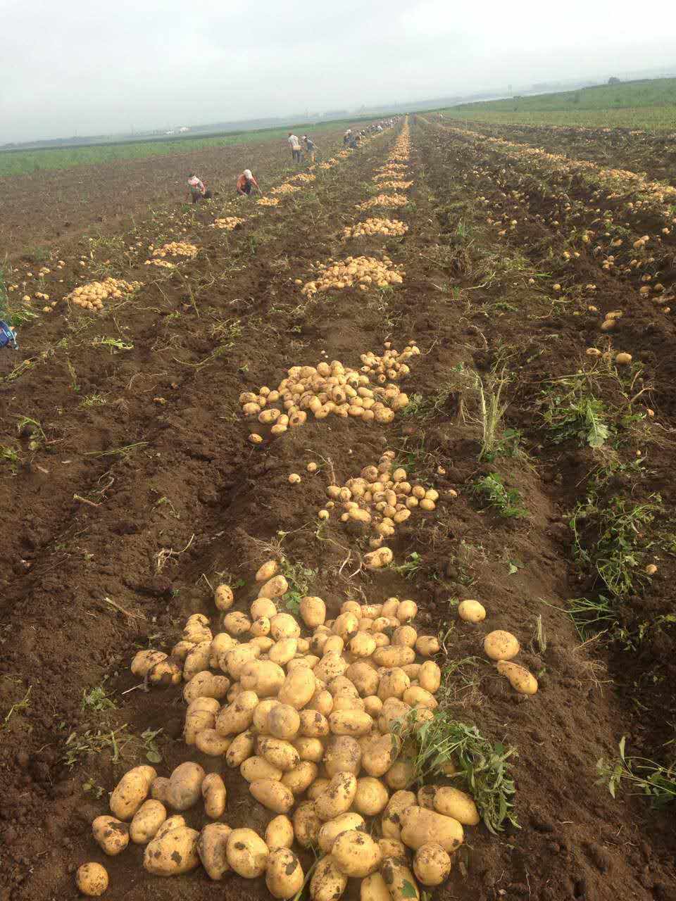 土豆种植选哪家?宁安土豆专业种植,就选勤利马铃薯农民专业合作社