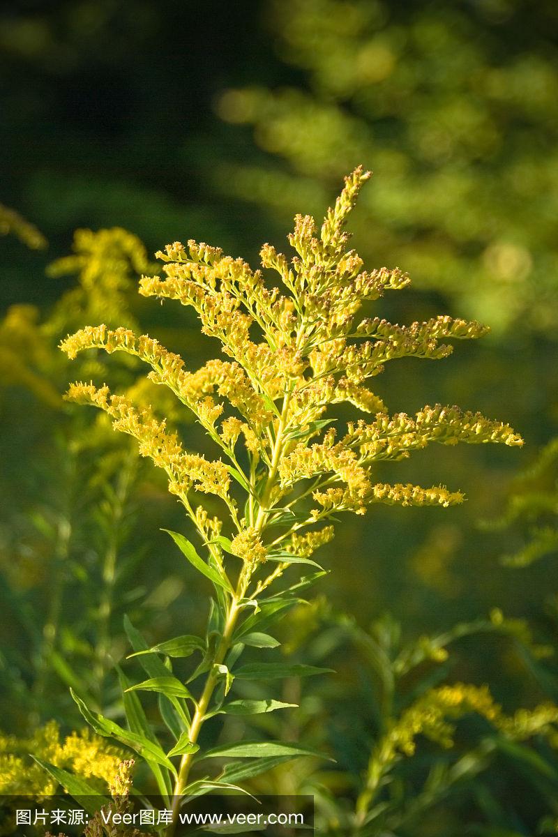 秋麒麟草属植物