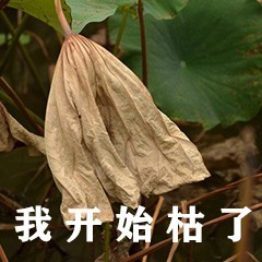 我开始枯了-表情图片-聊天图片表情包-表情包网站
