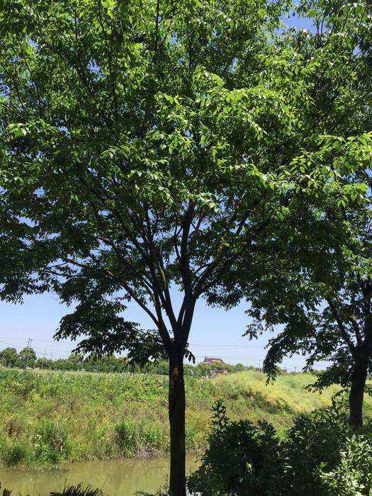 大榉树胸径2060公分北京大苗圃基地购树木市排价