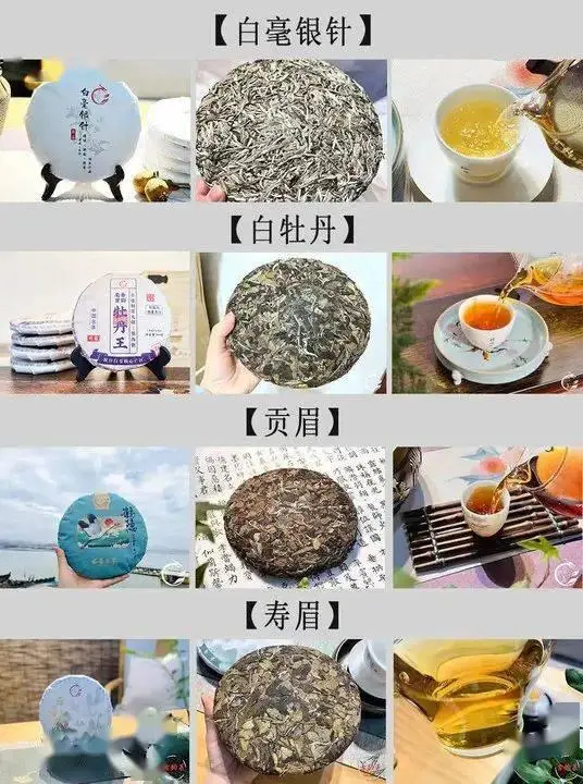 白茶为什么被称为._福鼎_小裕_源头