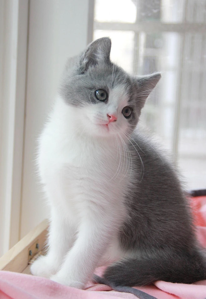 留心留欣采集到我的私房猫舍-英短篇-for sale