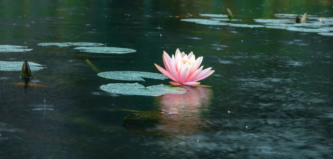 朱家尖禅意小镇光影一念心清静莲花处处开