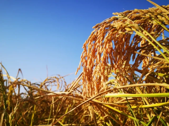 又"稻"一年丰收季,二二二团新品种水稻喜获丰收!