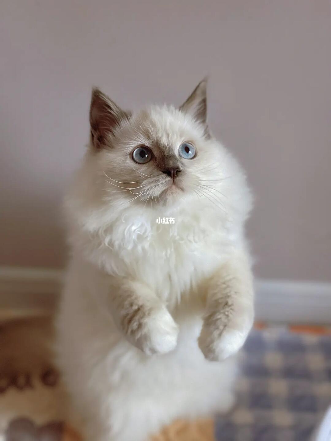 真的没人喜欢重点色蓝手套布偶弟弟嘛_布偶猫_世豪广场攻略_成都布偶