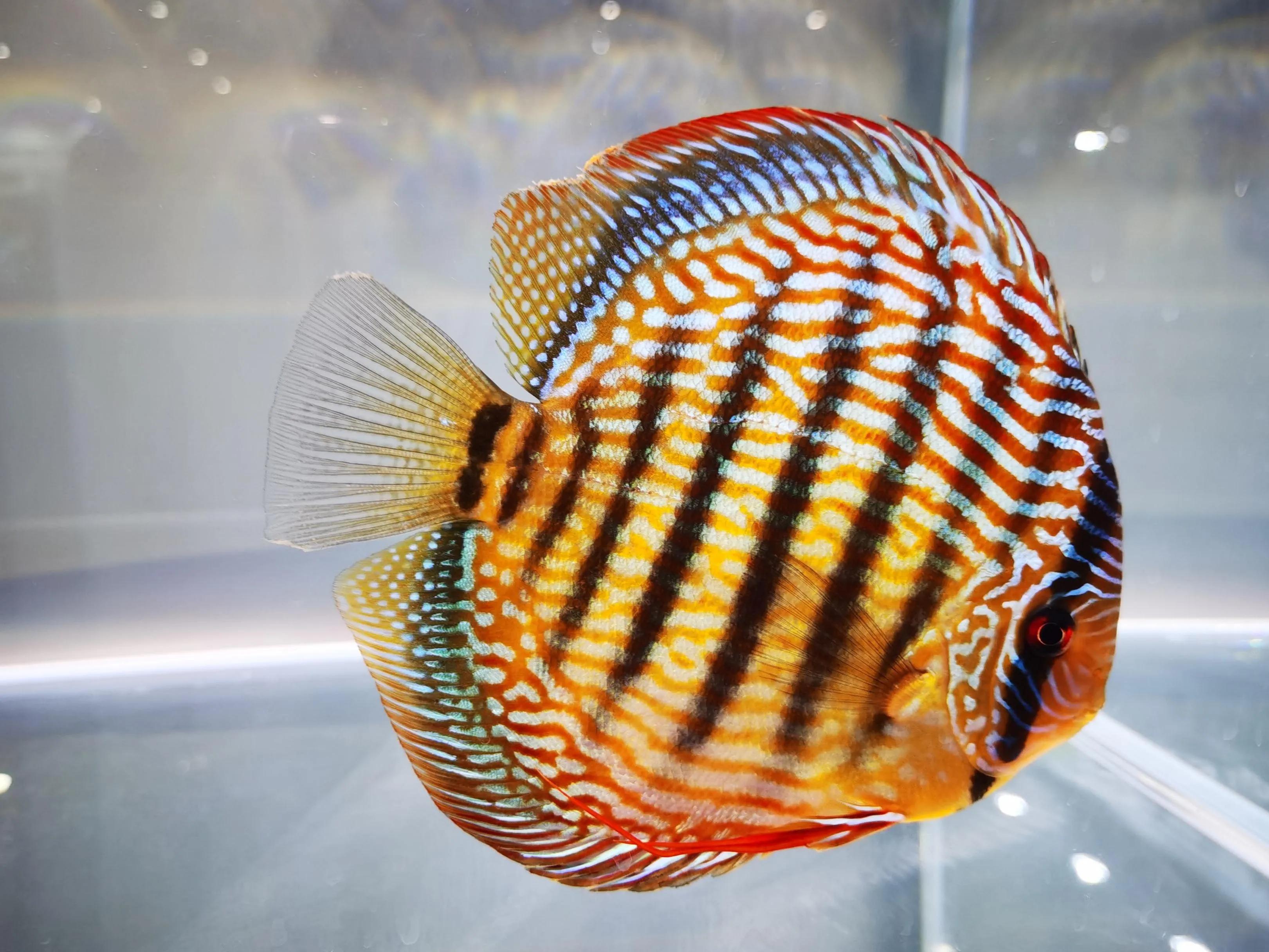 "热带鱼王"七彩神仙鱼怎么养,新手怎么养好七彩神仙鱼