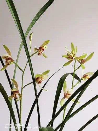 兰花有着淡雅的色彩,给人带来一种幽静,清香.