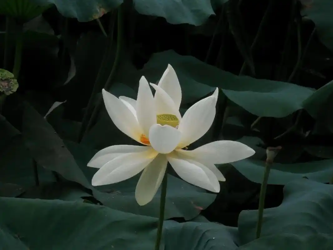 出淤泥而不染#荷花 #摄影 #拍照 #风光摄影 #诗词  - 抖音