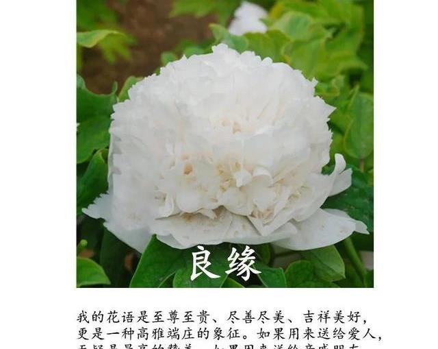 原创国花牡丹春天最大气的花开出第一朵就惊艳全场