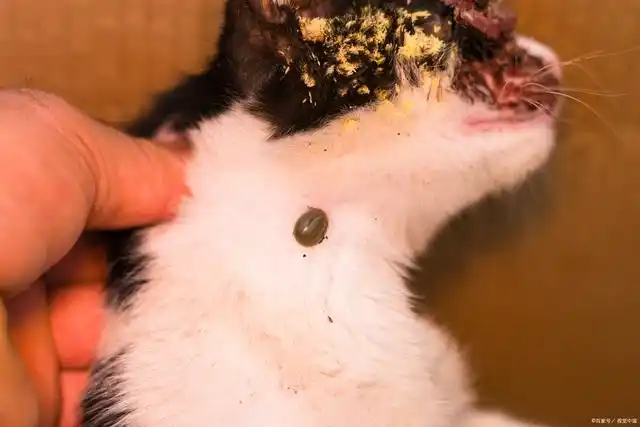 猫伤口烂了长蛆怎么灭虫