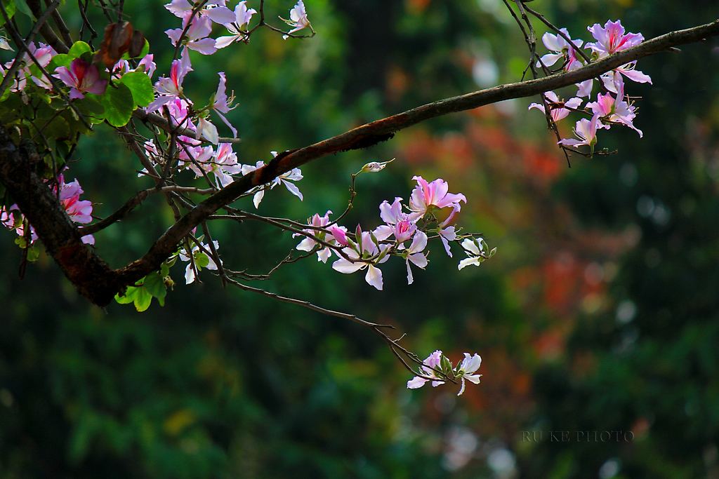 紫荆花开,一路芬芳