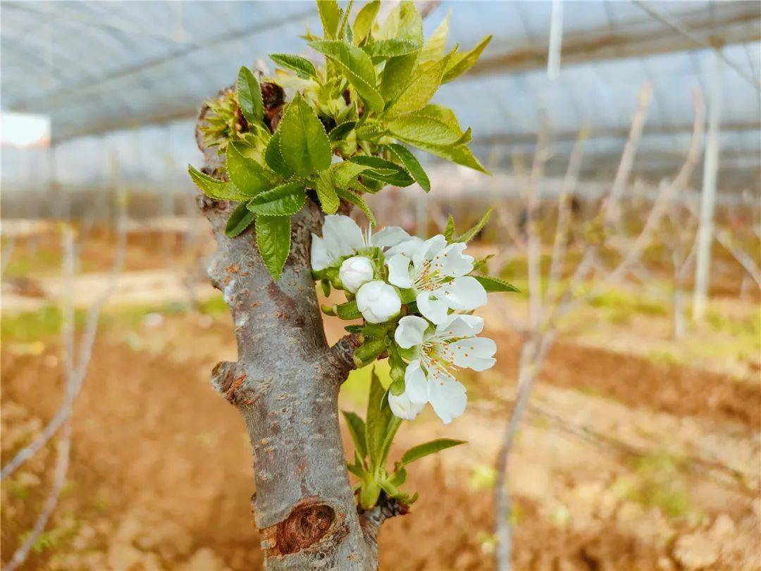 组图丨茶店的第一朵车厘子花开了