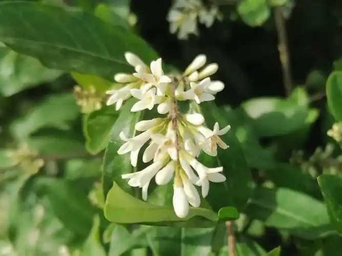 米兰花开清香四溢象征着荣誉和幸福(二)