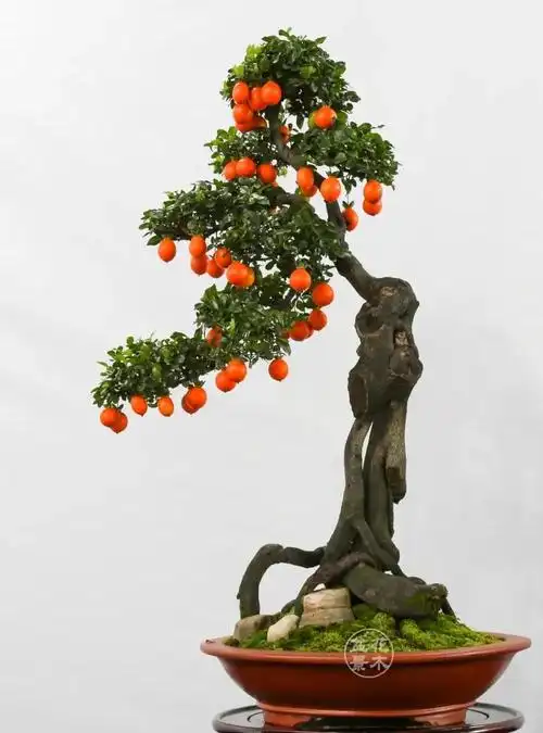 美美的金弹子盆景,太诱人了!