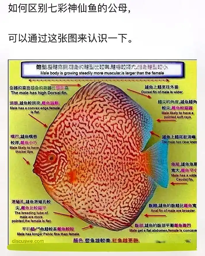 如何区分七彩神仙鱼公母图解! - 抖音