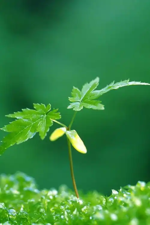 清新,植物,唯美,绿色,手机壁纸唯美清新图片苹果手机壁纸下载