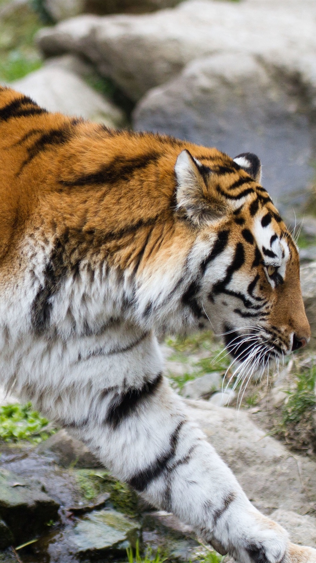 东北虎走,石头 1080x1920 iphone 8/7/6/6s plus 壁纸,图片,背景,照片