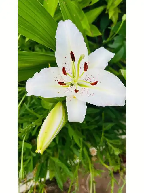 自己种的百合花真香