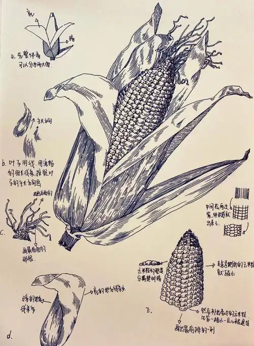 速写分享玉米小教程多图可参考
