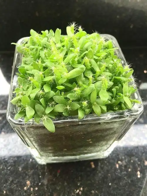 种了50天的火龙果小盆栽终于有一点点肉肉和仙人掌的感觉嗯嗯很有成就