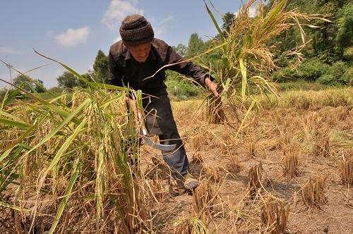 烈日下,拼命工作的农民,太阳那么大,他们是为了什么?