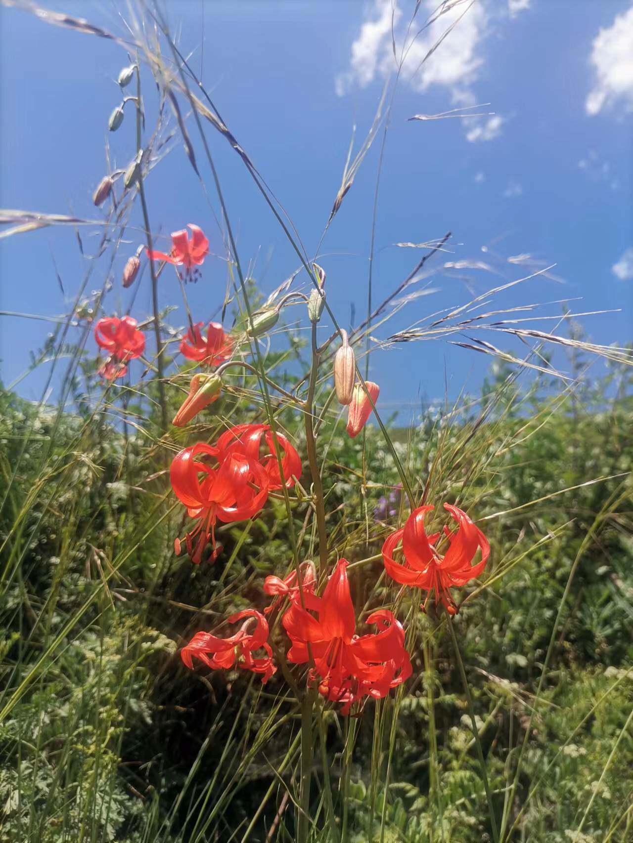 山丹丹花种球野生山丹百合细叶百合庭院5棵花种球耐寒耐热包邮
