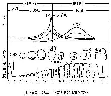 在整个月经周期中,可按子宫内膜的周期性变化分为三个阶段