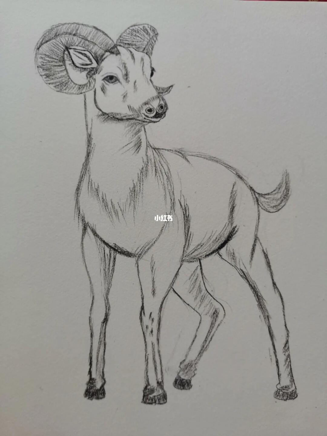 素描画  #动物  #山羊  #铅笔画 #素描静物  #零基础素描  #素描动物
