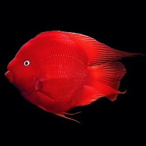 招财鱼红财神淡水