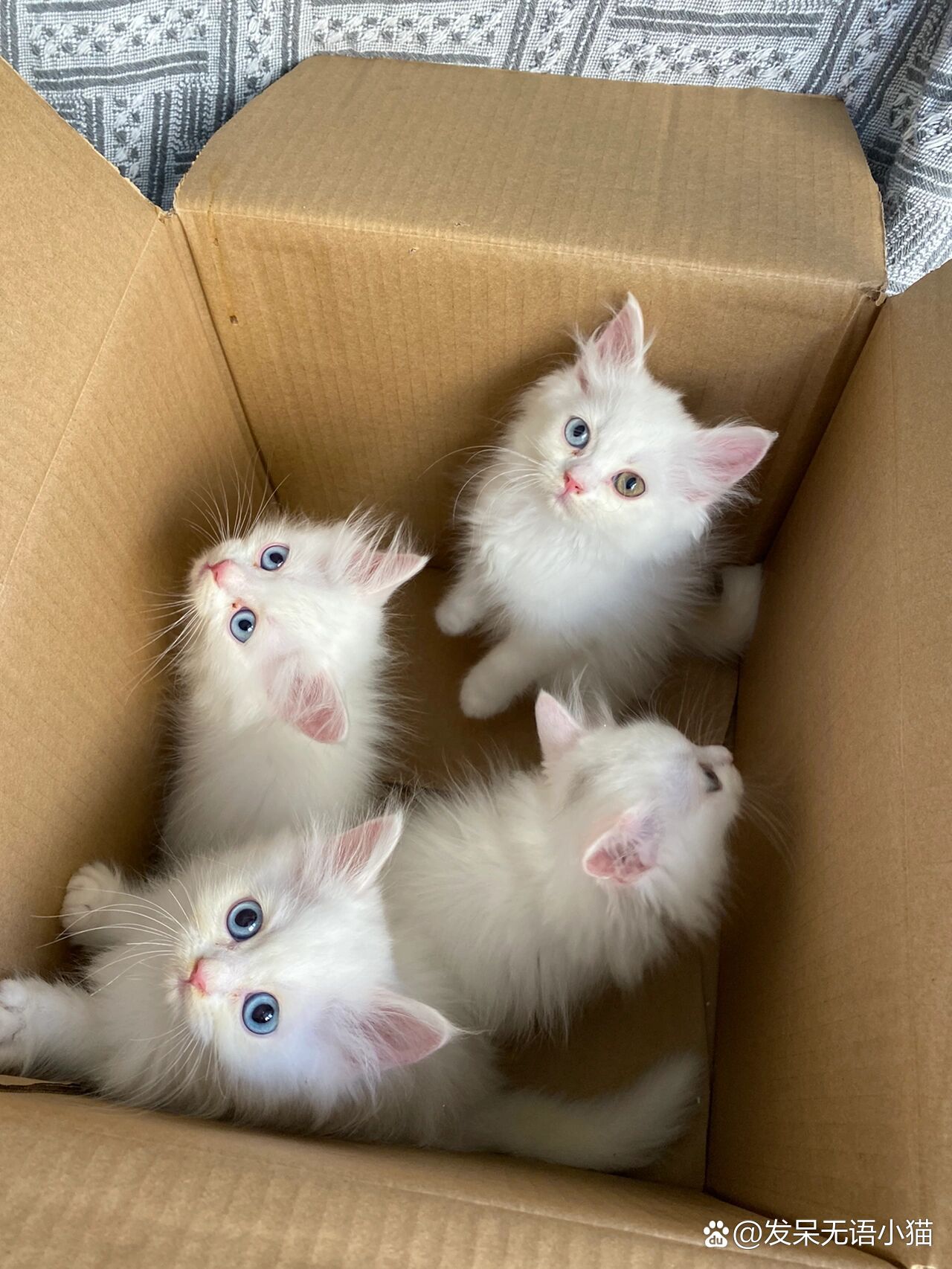 蓝眼狮子猫 异瞳狮子猫 颜值爆表的一窝崽崽