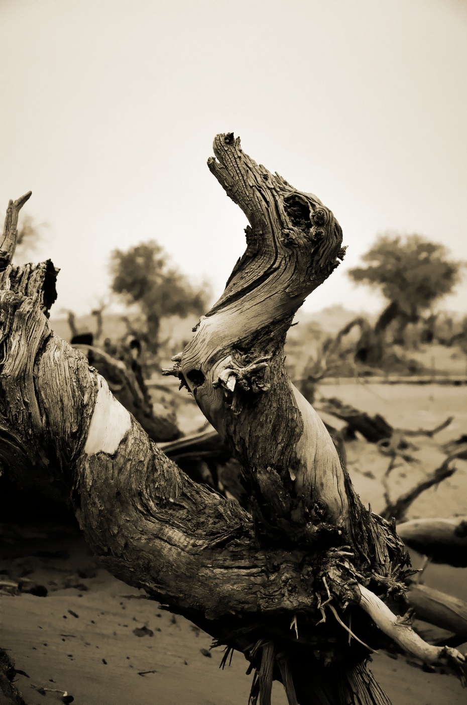 将一些千年胡杨变成了一群阅尽沧桑的雕塑,唱着一曲曲悲凉的挽歌