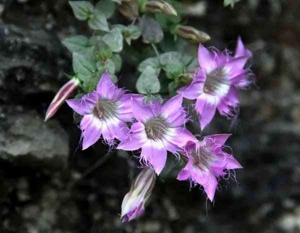 冬天开花的植物有那些这6种冬天也开花