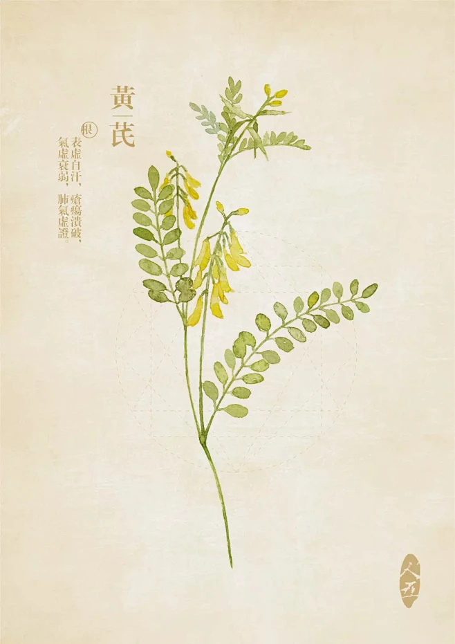 豆瓣人五的相册-水彩本草 黄芪