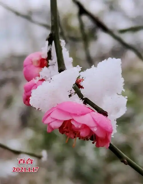 梅花欢喜漫天雪