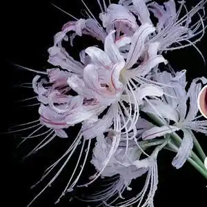 白色彼岸花头像